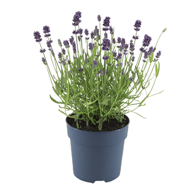 Lavendel Hidcote 